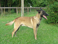 Hund steht