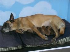 Malinois Welpen