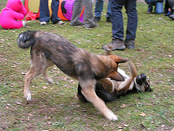 Spielende Welpen