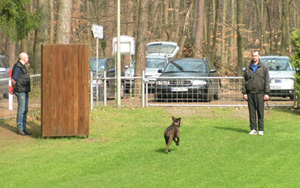 Abrufen des Hundes